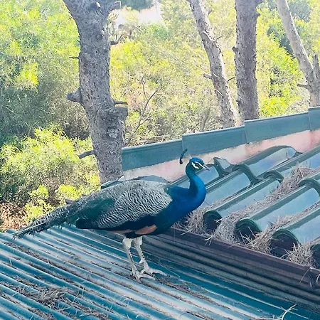 Chalet Magico En Orihuela Costa